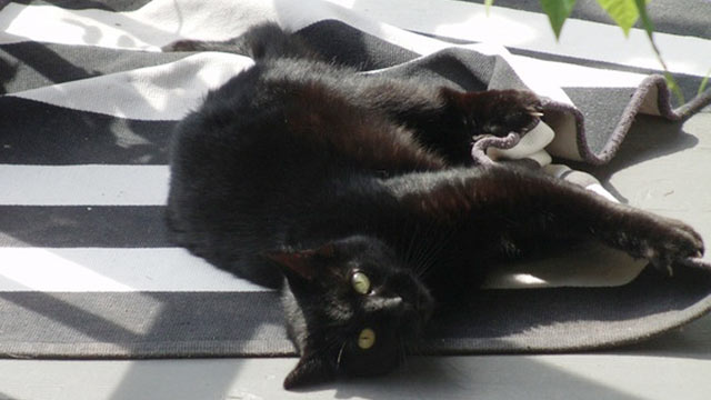 PHOTO: For about 11 years, Spooky has lived at Melody's Place Inn in Charlemont, Mass. Coincidentally, he was adopted on Halloween.