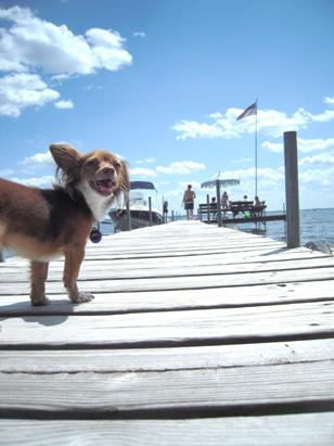 Pets on Vacation
