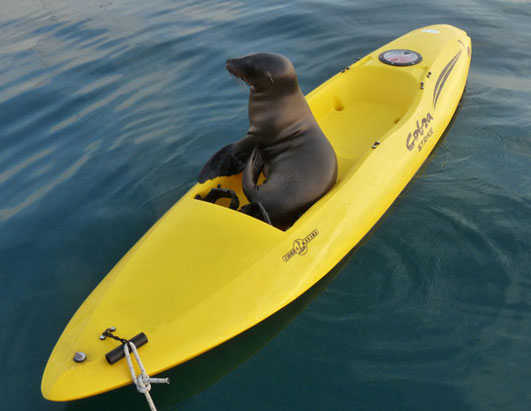 Join ABC News in Tracking Two Adventurers Sailing Around the World