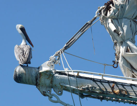 Join ABC News in Tracking Two Adventurers Sailing Around the World