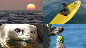 Where Sea Lions are King: Touring the Galapagos Islands