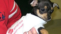Virgin America, San Francisco Animal Care and Control and the ASPCA Initiate Chihuahua Airlift San Francisco