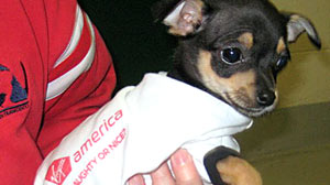 Virgin America, San Francisco Animal Care and Control and the ASPCA Initiate Chihuahua Airlift San Francisco