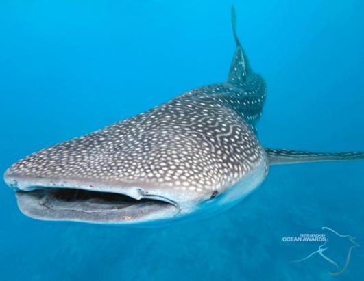 Peter Benchley Ocean Award Photos