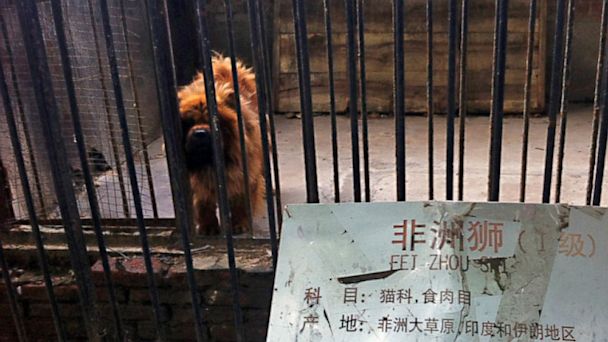 nc_tibetan_mastiff_lion_zoo_ll_130815_16