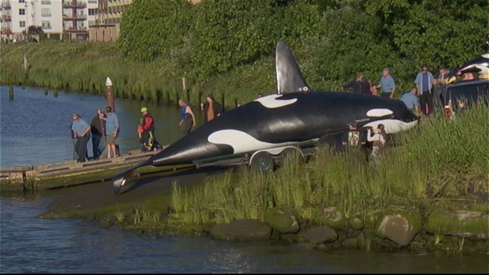 fake orca used to scare sea lions in oregon town flops fake orca used to scare sea lions in oregon town flops