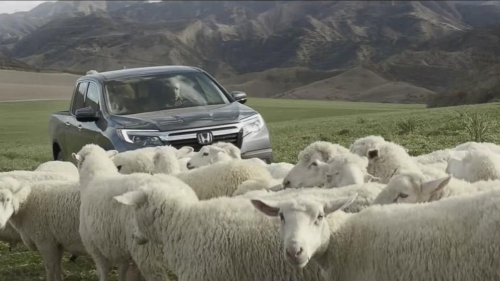 VIDEO: The car companys commercial for the 2017 Ridgeline stars a flock of sheep singing a Queen classic.