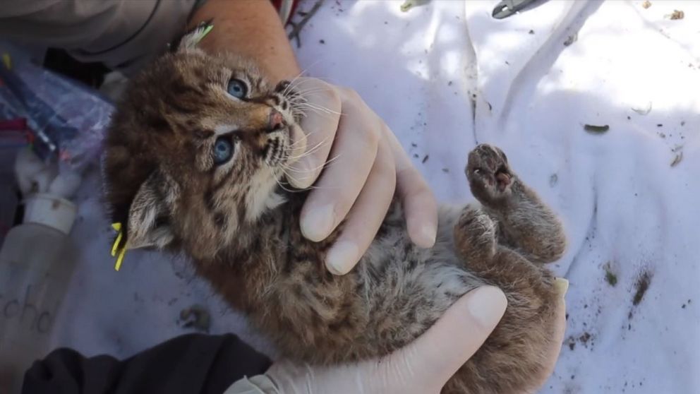 Adorable Video Of Newborn Bobcat Kittens Abc News