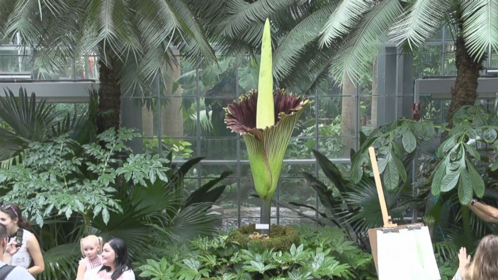 Corpse Flower Blooms in Washington, DC Video - ABC News