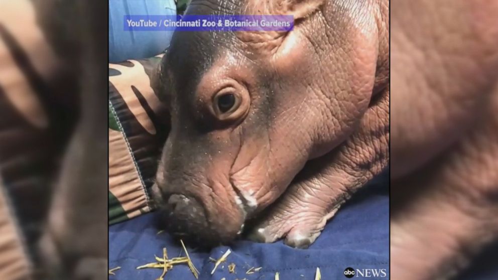 WATCH:  Premature baby hippo eats hay for the first time