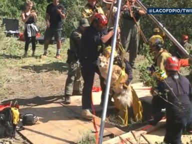 WATCH: Call her lucky: Lucy the dog rescued from 30-foot hole