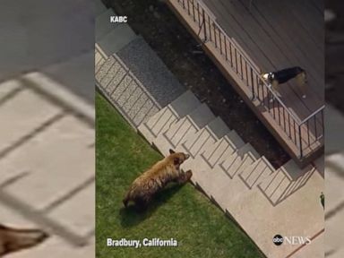 WATCH: Small dog chases big bear through yard of California home
