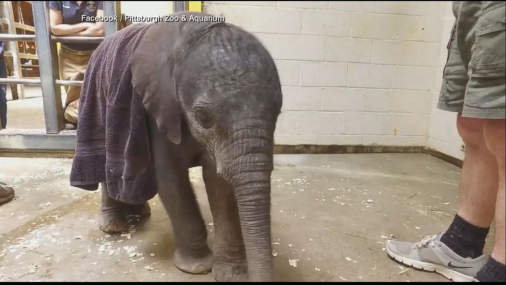 Baby Elephant Unveiled At Pittsburgh Zoo After Early Arrival - ABC News