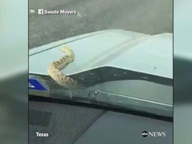 WATCH: Snake slithers onto moving car hood in Texas