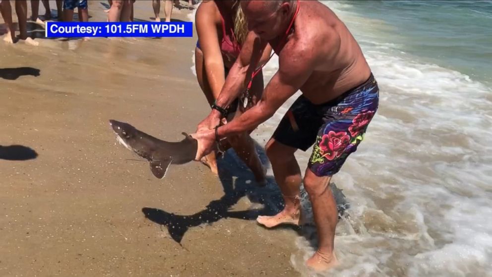 WATCH:  Man grabs beached shark with bare hands to save its life