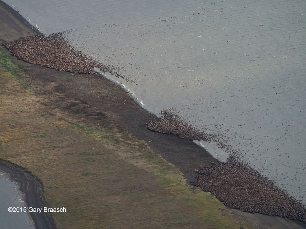 See Thousands Of Walrus Flock To Alaska Shore Abc News