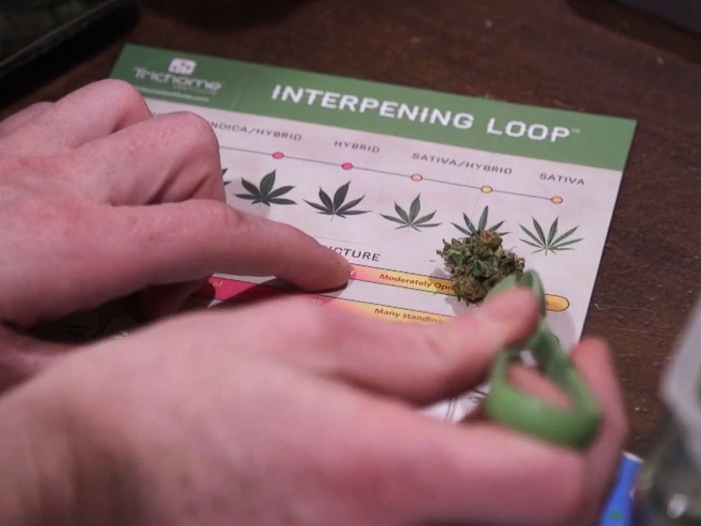 PHOTO: A cannabis sample is compared to the Trichome Institutes Interpening Loop.