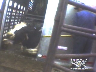 dairy cow