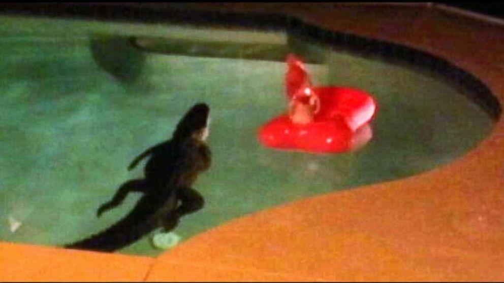 PHOTO: An alligator was found in a Florida pool, May 16, 2014.