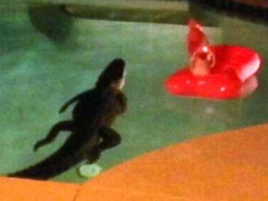 Couple Finds Alligator Taking a Dip in Backyard Pool