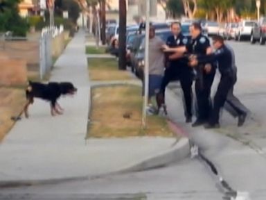 Video Shows Dog Shot, Killed by Police