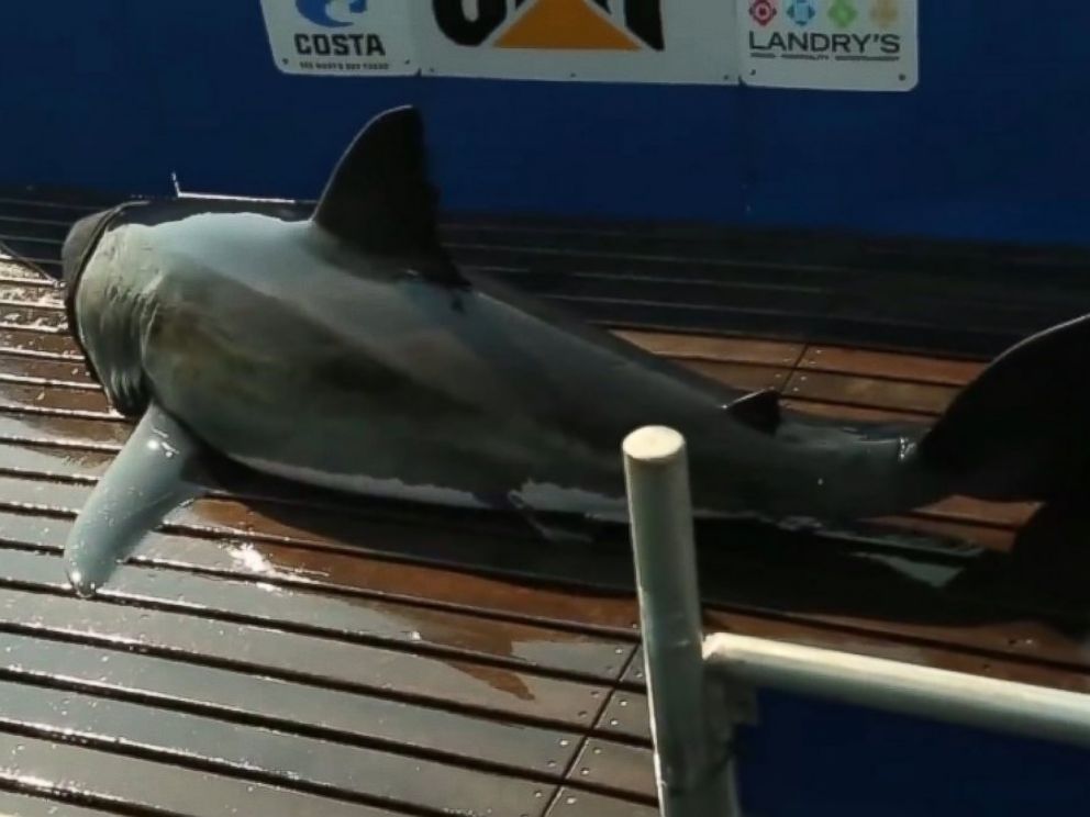 PHOTO: The shark known as Katherine was tagged last year and can now be tracked by any Internet user.