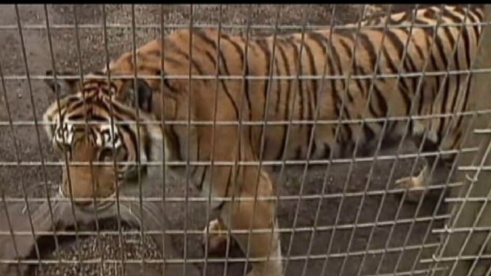 PHOTO: An employee at Wildcat Haven in Sherwood, Ore., died after she was bitten by one of the animals.