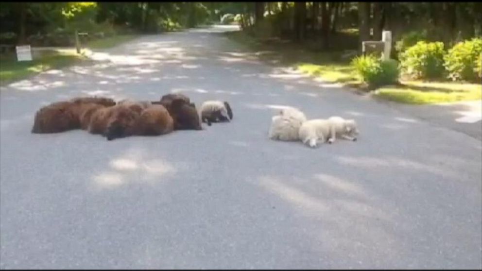 PHOTO: A herd of sheep escaped a coyote and settled into the middle of the street.