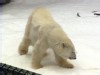 Video Sample