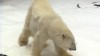 VIDEO: San Francisco Zoo blasts loads of snow into their polar bear exhibit.