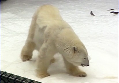 VIDEO: San Francisco Zoo blasts loads of snow into their polar bear exhibit.