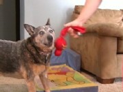 Missing Dog Found on the Web