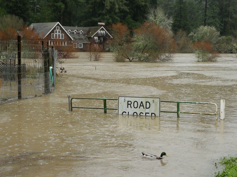 PHOTO: A duck makes its way as Russian River floods, Jan. 10, 2017, in Monte Rio, California.