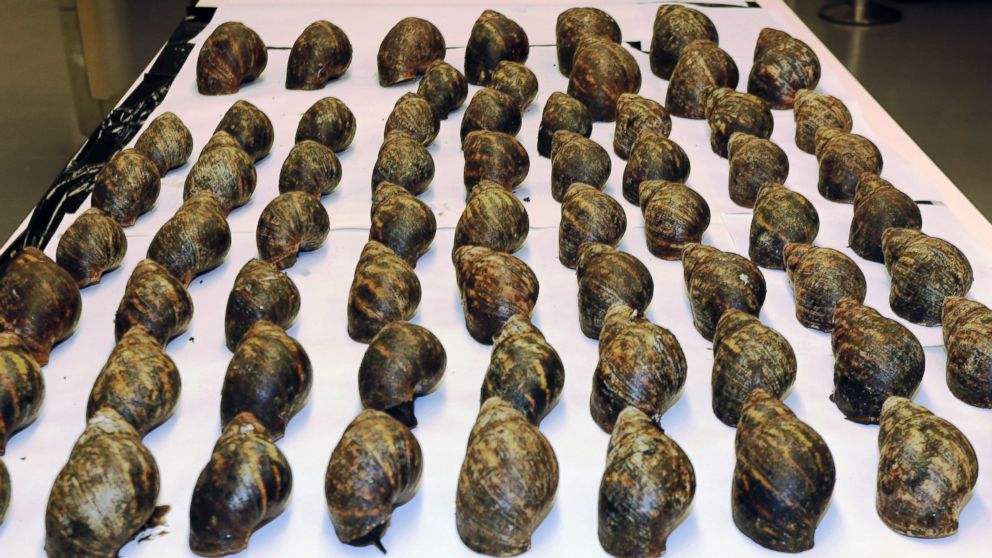 PHOTO: This undated photo provided by United States Department of Agriculture shows an air cargo shipment of 67 live snails that arrived at Los Angeles International Airport on July 1, 2014.