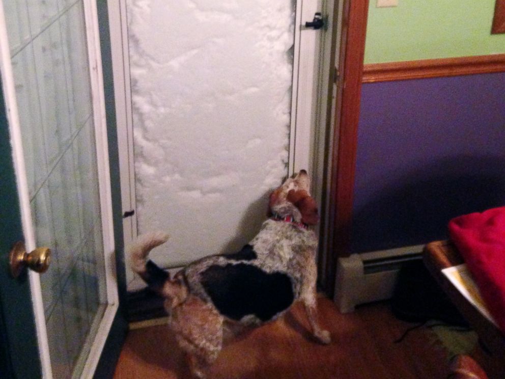 PHOTO: In this photo provided by Patrick Bryne, his dog, Bonnie, sniffs a door blocked with snow, Nov. 18, 2014, in South Buffalo, N.Y.