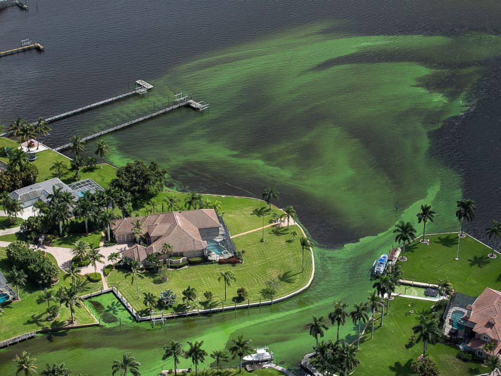 Toxic Algae Blooms Infesting Florida Beaches Are Putting a Damper on