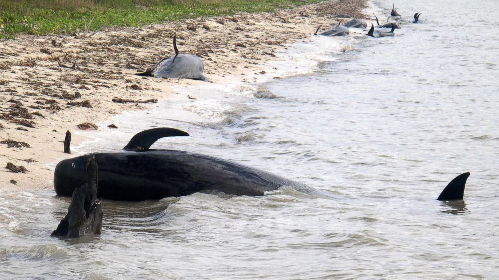 http://a.abcnews.com/images/US/AP_beached_whales_florida_sk_131204_16x9_992.jpg
