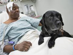 PHOTO: Cecil Williams pets his guide dog Orlando in his hospital bed following a fall onto subway tracks from the platform at 145th Street, Dec. 17, 2013, in New York.