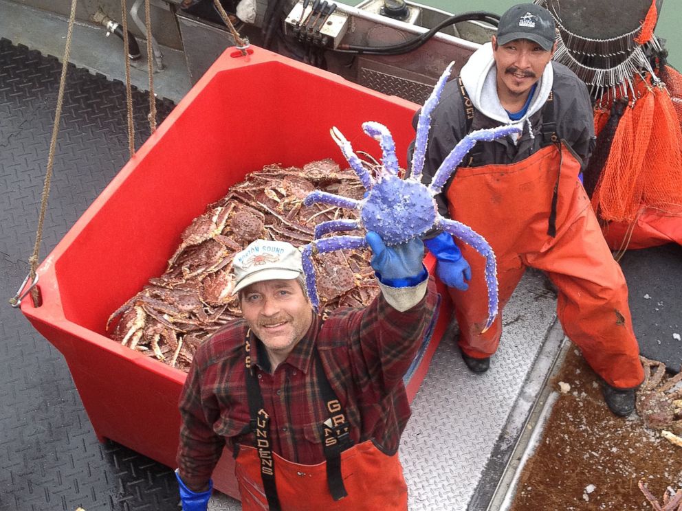 PHOTO: Crab fisherman Frank McFarland, left, holds up a rare blue-colored red king crab he caught in his commercial crabbing pots as Frank Kavairlook Jr., right, looks on in Nome, Alaska, July 4, 2014.