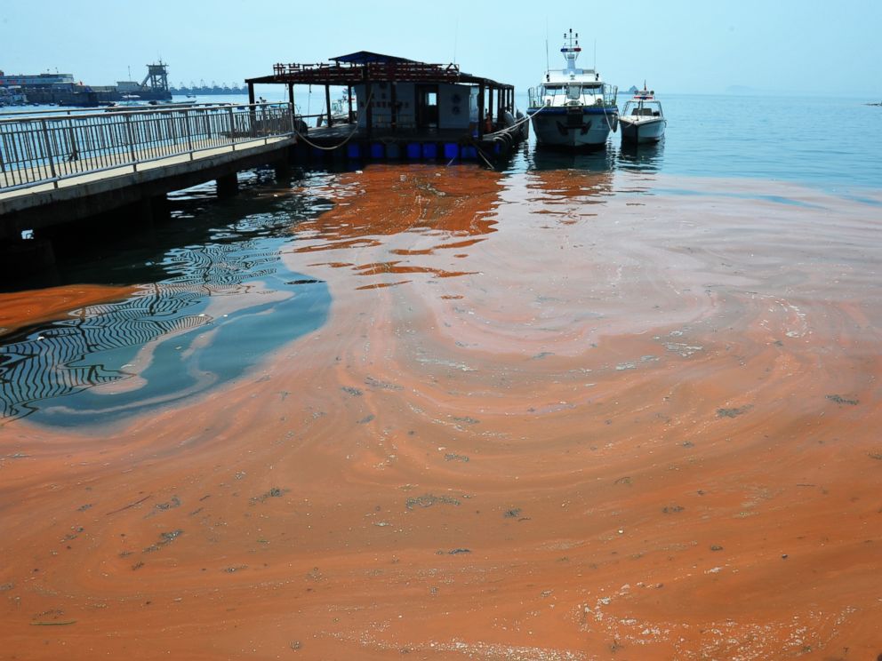 PHOTO: An algae called noctiluca scintillans mass propagated and caused red tide in Shenzhen, Guangdong, China on April 10, 2012. 