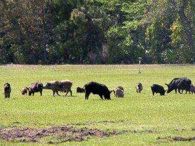 Texas County to Feed Wild Hogs to the Homeless