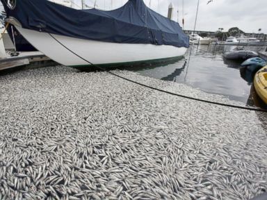 Photos: Fish Mysteriously Show Up Dead, Causing a Stink