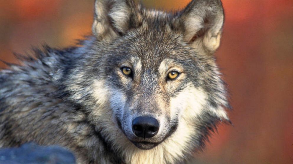 PHOTO: A gray wolf is shown it this photo provided by the U.S. Fish and Wildlife, April 18, 2008.