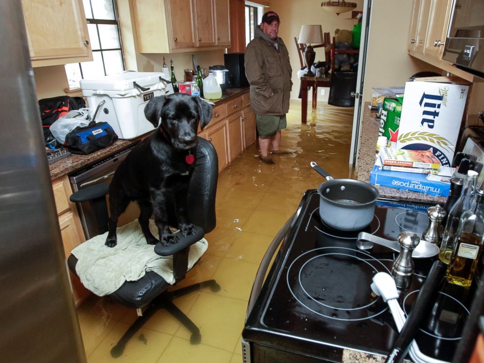 PHOTO: Rowdy the dog finds refuge on an office chair in Harvey Cooks flooded home in Hammond, La., March 11, 2016, after heavy rains caused low areas to flood.