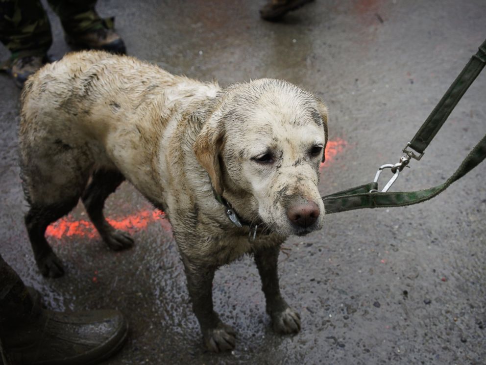 PHOTO: Rescue dog Tryon, muddied from the days work, stands with his handler near the west side of the mudslide on Highway 530 near mile marker 37 in Arlington, Wash., March 30, 2014.