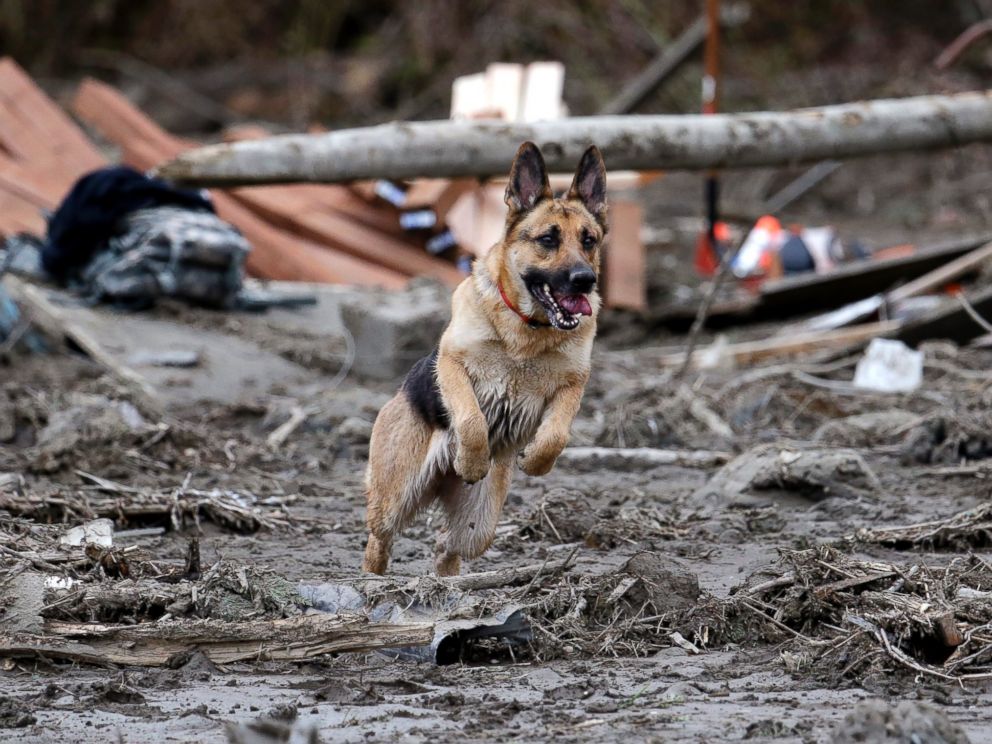 PHOTO: Search dog Stratus leaps through a debris field while working with a handler following a deadly mudslide, March 25, 2014, in Oso, Wash.