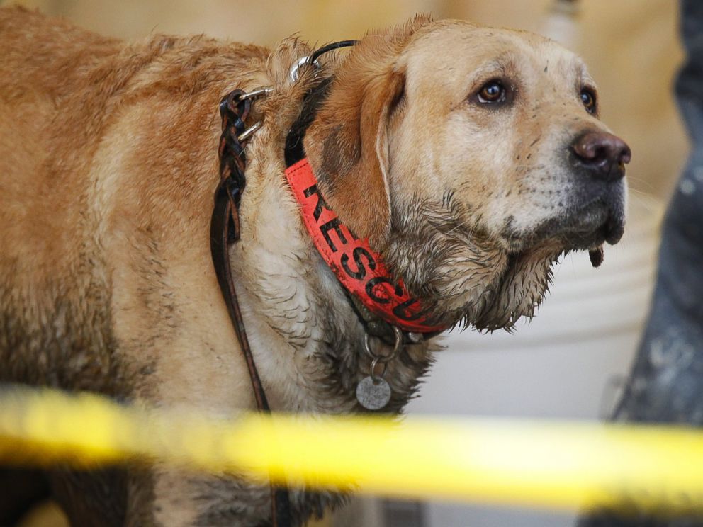 PHOTO: Rescue dog Nexus, muddy from working onsite, waits to be decontaminated via hose at the west side of the mudslide on Highway 530 near mile marker 37 in Arlington, Wash., March 30, 2014.