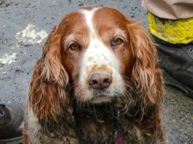 Dog Tired Searchers Need Break From Mudslide