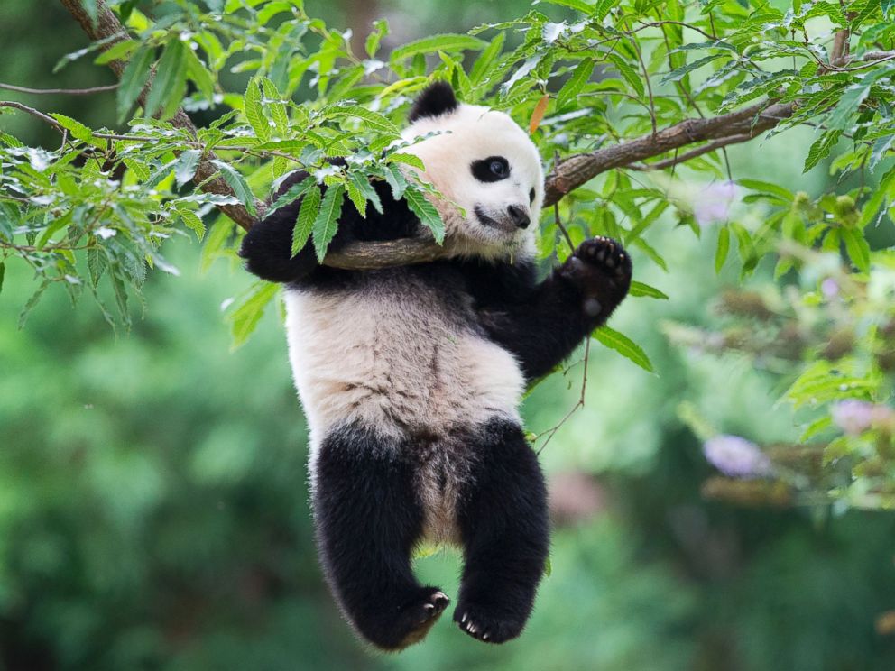 PHOTO: Panda cub Bao Bao hangs from a tree in her habitat at the National Zoo in Washington on her first birthday, Aug. 23, 2014.