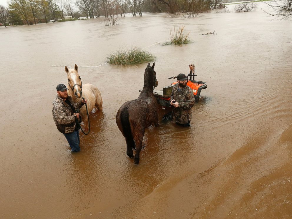 PHOTO: Two men secure two horses in rising floodwaters in Bossier Parish, La., March 10, 2016.